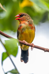 The red avadavat, red munia or strawberry finch, is a sparrow-sized bird of the family Estrildidae. It is found in the open fields and grasslands of tropical Asia and is popular as a cage bird