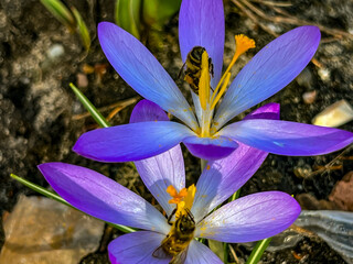 Crocuses blooming in early spring and bees waking up on a warm day collecting 