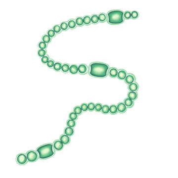 Nostoc structure illustration by hand drawn 