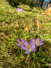Purple crocuses blooming in early spring at the edge of the forest