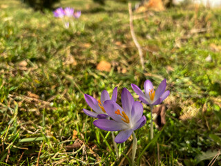 Purple crocuses blooming in early spring at the edge of the forest - 778351846