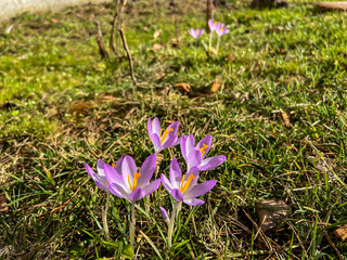 Purple crocuses blooming in early spring at the edge of the forest - 778351872