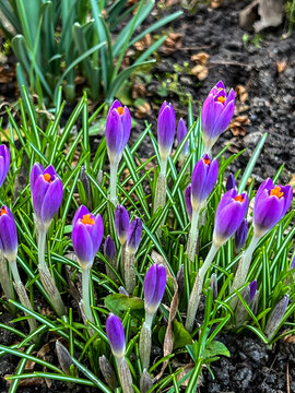 Fototapeta Purple crocuses blooming in early spring at the edge of the forest