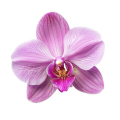 Naklejka na ściany i meble Orchid Blossom Pink Close Up Isolated