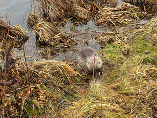 Nutria living wild in the pond area in Kalety Zielona, Poland - 778352234