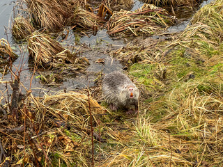 Nutria living wild in the pond area in Kalety Zielona, Poland - 778352242