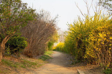 A small path between forsythia and weeds