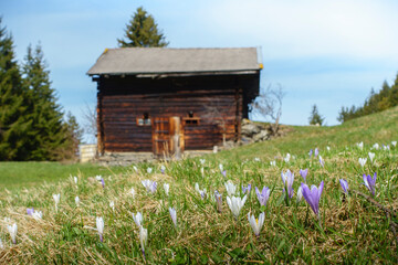 Krokusfeld im Frühling auf einer Bergwiese mit Almhütte