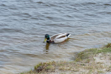 Close-up male wild mallard duck swiming in the river. Head and neck male are green, chest is brown,...