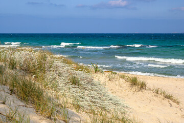 Vegetation on the sandy beach of Marmari on the island of Kos. Greece