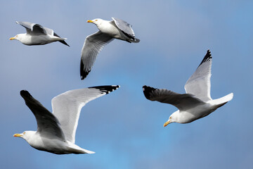 Gulls, or colloquially seagulls, are seabirds of the family Laridae in the suborder Lari. They are...
