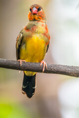 The red avadavat, red munia or strawberry finch, is a sparrow-sized bird of the family Estrildidae. It is found in the open fields and grasslands of tropical Asia and is popular as a cage bird