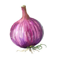 onion vector illustration in watercolor style