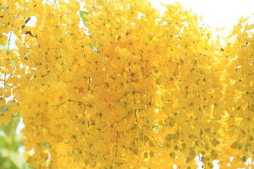Perfect Golden Shower Blossoms