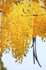 Perfect Golden Shower Blossoms