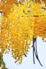 Perfect Golden Shower Blossoms
