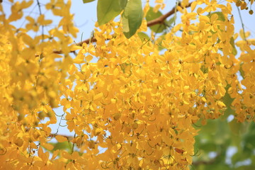 Perfect Golden Shower Blossoms