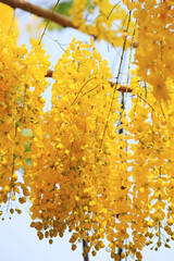 Perfect Golden Shower Blossoms