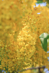 Perfect Golden Shower Blossoms