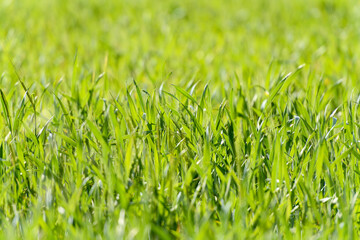 Fototapeta premium VISTA DE CERCA DE HIERBA VERDE