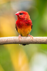 The red avadavat, red munia or strawberry finch, is a sparrow-sized bird of the family Estrildidae. It is found in the open fields and grasslands of tropical Asia and is popular as a cage bird