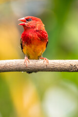 The red avadavat, red munia or strawberry finch, is a sparrow-sized bird of the family Estrildidae. It is found in the open fields and grasslands of tropical Asia and is popular as a cage bird
