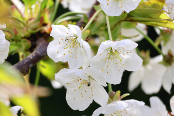 Cherry blossoms in spring in macrophotography.