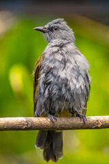 The grey-bellied bulbul (Ixodia cyaniventris) is a species of songbird in the bulbul family. It is found on the Malay Peninsula, Sumatra and Borneo.