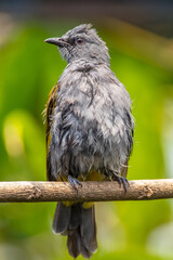 The grey-bellied bulbul (Ixodia cyaniventris) is a species of songbird in the bulbul family. It is found on the Malay Peninsula, Sumatra and Borneo.
