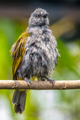 The grey-bellied bulbul (Ixodia cyaniventris) is a species of songbird in the bulbul family. It is found on the Malay Peninsula, Sumatra and Borneo.