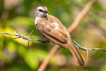 The orange-spotted bulbul (Pycnonotus bimaculatus) is a species of songbird in the bulbul family of passerine birds. It is endemic to Java, Bali and Sumatra.