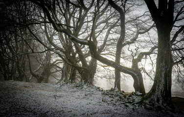Falling snow though a row of trees,  Lochwinnoch, Renfrewshire, Scotland, UK
