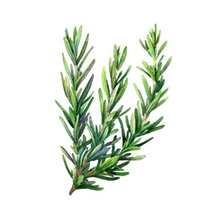 rosemary vector illustration in watercolor style