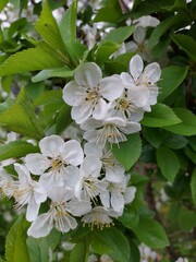 apple tree blossom