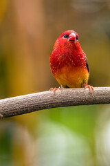 The red avadavat, red munia or strawberry finch, is a sparrow-sized bird of the family Estrildidae. It is found in the open fields and grasslands of tropical Asia and is popular as a cage bird