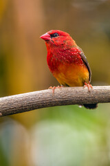 The red avadavat, red munia or strawberry finch, is a sparrow-sized bird of the family Estrildidae. It is found in the open fields and grasslands of tropical Asia and is popular as a cage bird
