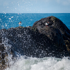 Two birds atop a rock, Ocean Spray, Girvin, South Ayrshire, Scotland, UK