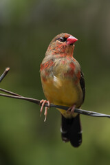 The red avadavat, red munia or strawberry finch, is a sparrow-sized bird of the family Estrildidae....