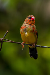 The red avadavat, red munia or strawberry finch, is a sparrow-sized bird of the family Estrildidae. It is found in the open fields and grasslands of tropical Asia and is popular as a cage bird