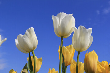 some white and some yellow tulips with a deep blue sky in the background closeup