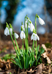 Galanthus nivalis - early blooming spring flowers, primroses - ephemeroids, Ukraine