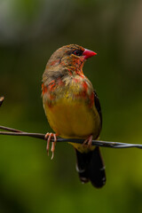 The red avadavat, red munia or strawberry finch, is a sparrow-sized bird of the family Estrildidae. It is found in the open fields and grasslands of tropical Asia and is popular as a cage bird