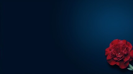 Single red carnation on the right side of a dark blue background