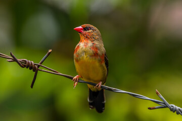 The red avadavat, red munia or strawberry finch, is a sparrow-sized bird of the family Estrildidae. It is found in the open fields and grasslands of tropical Asia and is popular as a cage bird