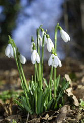 Fototapeta premium Galanthus nivalis - early blooming spring flowers, primroses - ephemeroids, Ukraine