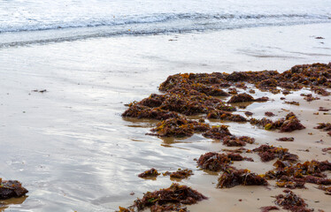 Seaweed on the seashore
