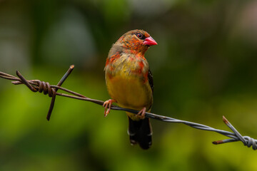The red avadavat, red munia or strawberry finch, is a sparrow-sized bird of the family Estrildidae. It is found in the open fields and grasslands of tropical Asia and is popular as a cage bird