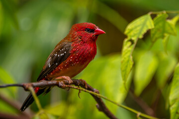 The red avadavat, red munia or strawberry finch, is a sparrow-sized bird of the family Estrildidae....