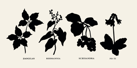 Flat vector Chinese herbs. Jiaogulan, rehmannia, schisandra, fo-ti