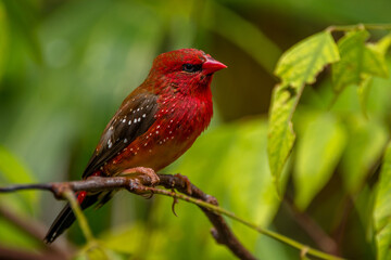 The red avadavat, red munia or strawberry finch, is a sparrow-sized bird of the family Estrildidae....